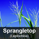 Sprangletop