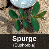 Spurge